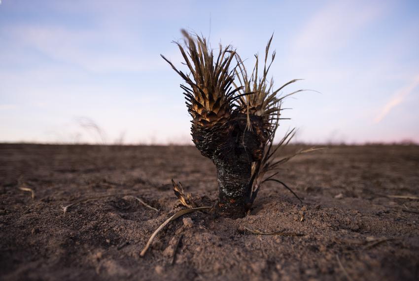 A burned yucca stands in a field after the Smokehouse Creek fire Sunday, March. 3, 2024, in Hemphill County, Texas.