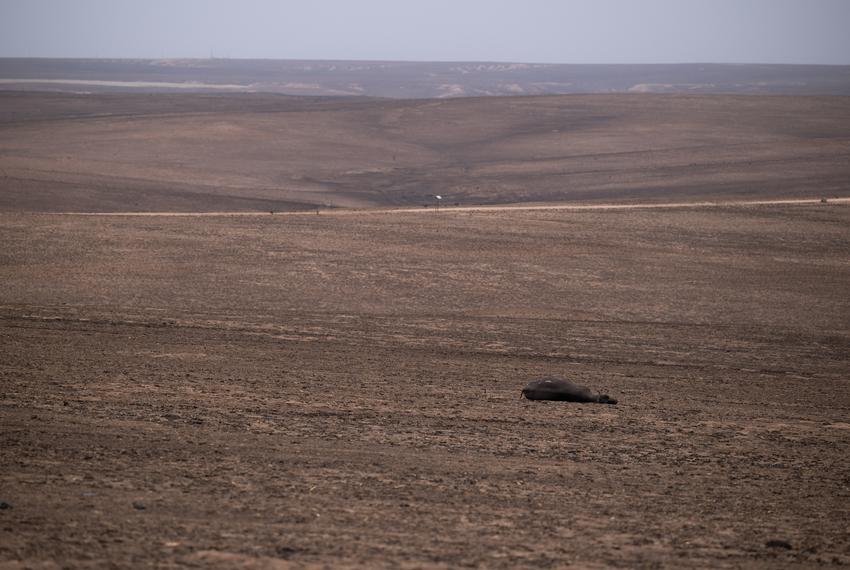 A dead cow lays in a pasture burned by the Smokehouse Creek fire Sunday, March. 3, 2024, in Roberts County, Texas.