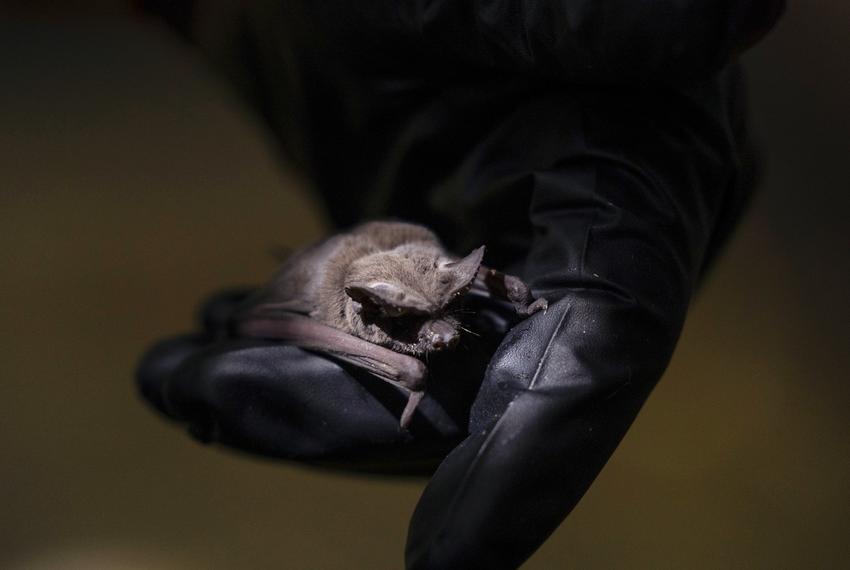 Lee Mackenzie, co-founder of the Austin Bat Refuge, holds a Mexican free-tailed bat in his hands inside their flight cage in Austin on July 14, 2023.