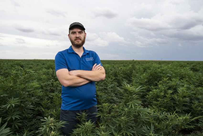 Kyle Bingham in his hemp crop at Bingham Family Vineyards on Aug. 29, 2022, in Terry County.