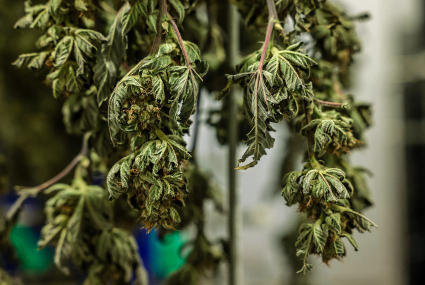 A recently harvested marijuana flower hangs up to dry at Texas Original Compassionate Cultivation Medical Marijuana facility in South Austin on April 30, 2021.