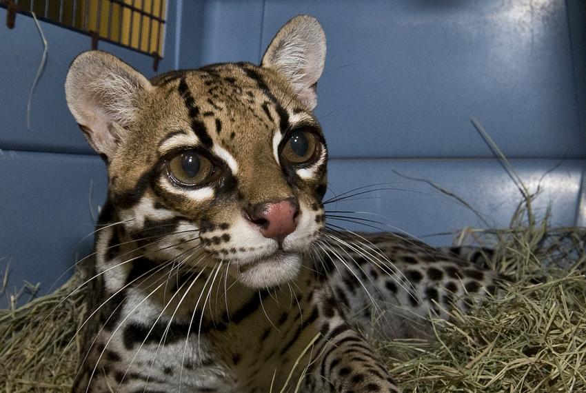 The ocelot subspecies Leopardus pardalis albescens, found in South Texas, is classified as endangered.